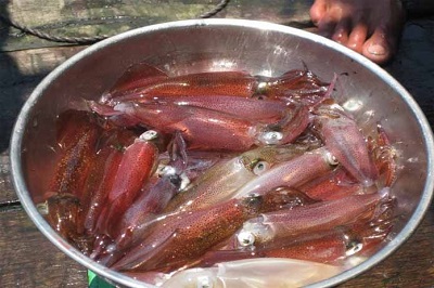 “Mực nháy” Cửa Lò nằm trong Top 10 đặc sản hải sản Việt Nam