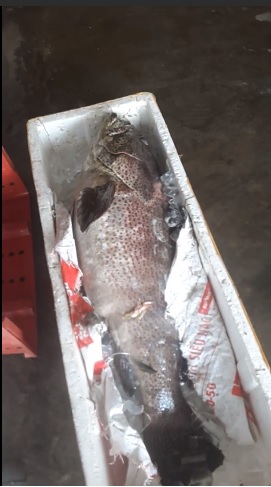 Về Cửa Lò ăn cá mú khủng nặng 250kg