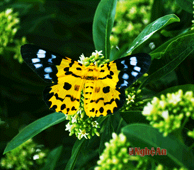 Loài bướm tuyệt đẹp trên đảo Song Ngư Sơn