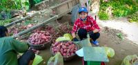 Cửa Lò “được mùa Khoai lang ruột vàng”