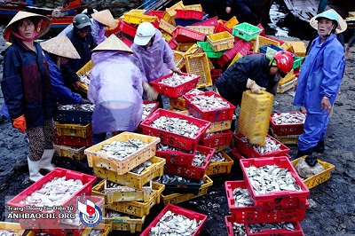 Cảng cá Cửa Lò một sớm mai