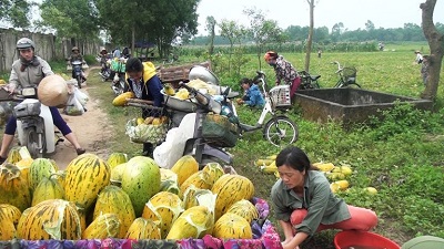 Nông dân Nghi Hương trồng dưa bở đạt giá trị hơn 200 triệu đồng/ha