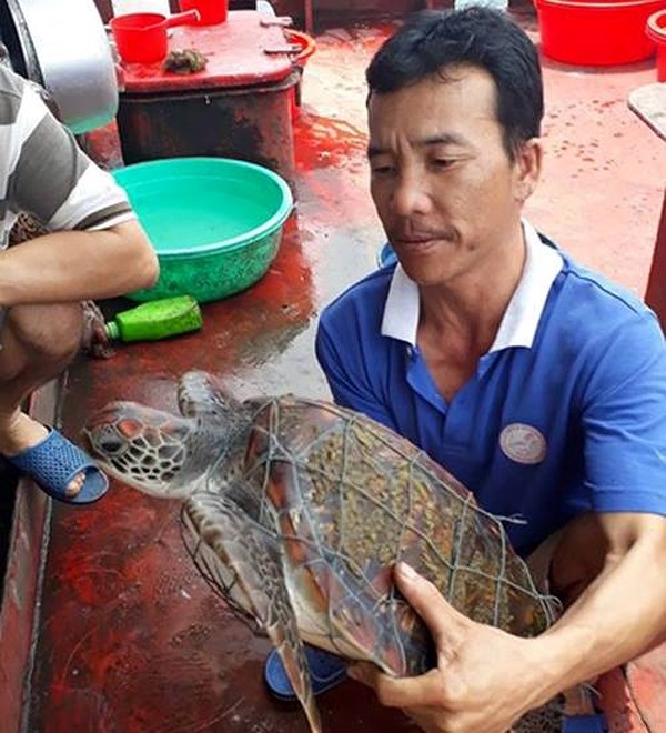 Phát hiện rùa biển quý hiếm ở Đảo Lan Châu Cửa Lò