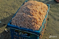 Mùa "săn" ruốc biển ở Cửa Lò