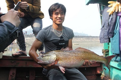 Ngư dân Nghi Tân - Cửa Lò bắt được cá sủ vàng tiền tỷ