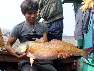 Cá sủ vàng ở Cửa Lò-Nghệ An chỉ bán được 15 triệu đồng
